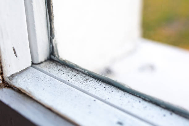 Best Asbestos and Lead Testing During Mold Inspection  in Potterville, MI