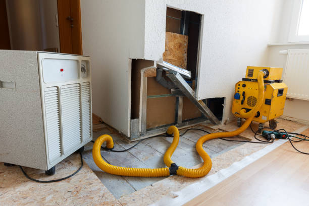 Best Black Mold Removal  in Potterville, MI
