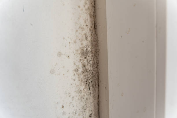 Best Mold Removal for HVAC Installations  in Potterville, MI